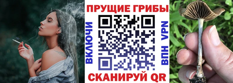 Галлюциногенные грибы мицелий Купить где Зерноград